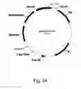 Fig. 35 - Methods for using positively and negatively selectable genes in a filamentous fungal cell