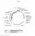 Fig. 12 - Soybean event 3560.4.3.5 and compositions and methods for the identification and/or detection thereof
