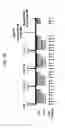 Fig. 09 - Parathyroid hormone receptor activation and stem and progenitor cell expansion
