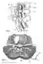 Fig. 02 - Methods of implanting electrode leads for use with implantable neuromuscular electrical stimulator