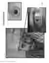 Fig. 49 - SLIDING KEYBOARD INPUT CONTROL IN AN AUGMENTED REALITY EYEPIECE