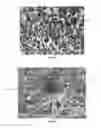 Fig. 09 - Composite tooth for working the ground or rock