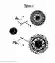 Fig. 02 - AMPHIPHILIC MACROMOLECULES FOR SOLUBILIZING NANOCRYSTALS