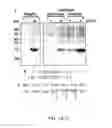 Fig. 02 - Expression and purification of HIP/PAP and uses therefor