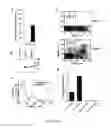 Fig. 09 - Expression and purification of HIP/PAP and uses therefor