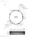 Fig. 02 - COMPOSITIONS AND METHODS FOR DIAGNOSING AND TREATING URINARY TRACT INFECTIONS