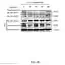 Fig. 49 - NLRC5 AS A TARGET FOR IMMUNE THERAPY