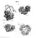 Fig. 03 - ENZYME-PORE CONSTRUCTS