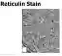 Fig. 01 - METHODS AND COMPOSITIONS FOR NUCLEAR STAINING