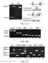 Fig. 02 - METHOD FOR PREDICTING A PATIENT'S RESPONSIVENESS TO ANTI-FOLATE THERAPY