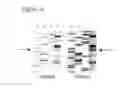 Fig. 03 - DETECTION OF MUTATIONS IN A GENE ENCODING IkB KINASE-COMPLEX-ASSOCIATED PROTEIN TO DIAGNOSE FAMILIAL DYSAUTONOMIA