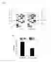 Fig. 05 - DETECTION OF MUTATIONS IN A GENE ENCODING IkB KINASE-COMPLEX-ASSOCIATED PROTEIN TO DIAGNOSE FAMILIAL DYSAUTONOMIA