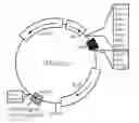 Fig. 01 - Recombinant construct for detection of halogenated aromatic hydrocarbons