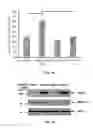 Fig. 02 - COMPOSITIONS AND METHODS FOR DIAGNOSING AND TREATING CANCER AND NEURODEGENERATIVE DISEASES RLATED TO BECLIN-1
