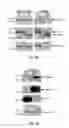 Fig. 06 - COMPOSITIONS AND METHODS FOR DIAGNOSING AND TREATING CANCER AND NEURODEGENERATIVE DISEASES RLATED TO BECLIN-1