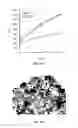 Fig. 07 - COMPOSITIONS AND METHODS FOR DIAGNOSING AND TREATING CANCER AND NEURODEGENERATIVE DISEASES RLATED TO BECLIN-1