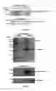 Fig. 08 - COMPOSITIONS AND METHODS FOR DIAGNOSING AND TREATING CANCER AND NEURODEGENERATIVE DISEASES RLATED TO BECLIN-1