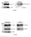 Fig. 09 - COMPOSITIONS AND METHODS FOR DIAGNOSING AND TREATING CANCER AND NEURODEGENERATIVE DISEASES RLATED TO BECLIN-1