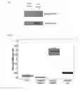 Fig. 03 - SCREENING ASSAYS FOR THE IDENTIFICATION OF BACE2 INHIBITORS