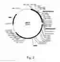 Fig. 04 - Polypeptides having beta-glucosidase activity and polynucleotides encoding same