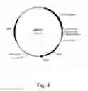 Fig. 06 - Polypeptides having beta-glucosidase activity and polynucleotides encoding same