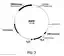 Fig. 07 - Polypeptides having beta-glucosidase activity and polynucleotides encoding same