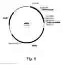 Fig. 08 - Polypeptides having beta-glucosidase activity and polynucleotides encoding same