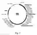 Fig. 09 - Polypeptides having beta-glucosidase activity and polynucleotides encoding same