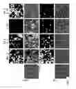 Fig. 06 - Cell Line for Propagation of Highly Attenuated AlphaViruses