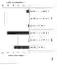 Fig. 08 - Cell Line for Propagation of Highly Attenuated AlphaViruses