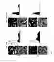 Fig. 09 - Cell Line for Propagation of Highly Attenuated AlphaViruses