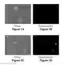 Fig. 02 - COMPOSITIONS AND METHODS FOR MATERIAL TRANSFER INTO CELLS