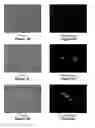 Fig. 06 - COMPOSITIONS AND METHODS FOR MATERIAL TRANSFER INTO CELLS