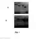 Fig. 02 - ANTI-INFECTIVE COMPOUNDS AND USES THEREOF