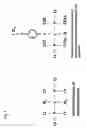 Fig. 02 - OSTEOGENESIS PROMOTER COMPRISING [4-(METHYLTHIO)PHENYLTHIO]METHANEBISPHOSPHONIC ACID OR PHARMACEUTICALLY ACCEPTABLE SALT THEREOF AS ACTIVE INGREDIENT