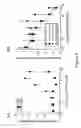 Fig. 09 - Identification and use of compounds that affect the fidelity of eukaryotic translation initiation codon selection