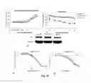 Fig. 12 - Hybrid-ionone and curcumin molecules as anticancer agents