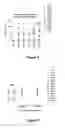 Fig. 07 - DIAGNOSTIC AND THERAPEUTIC PROTOCOLS