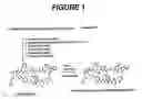 Fig. 02 - Immunomodulatory peptides
