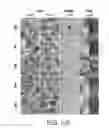 Fig. 06 - Raman imaging devices and methods of molecular imaging