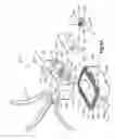 Fig. 06 - Arcuate fixation member
