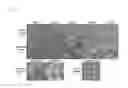 Fig. 09 - TRANSFORMED PLANT WITH INCREASED CHLOROPLASTS PER CELL