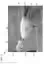Fig. 04 - MOVABLE TURKEY DECOY AND METHOD OF MAKING SAME