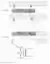 Fig. 05 - Abdominal handgun holster