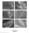 Fig. 08 - Cold sterilization of tissue engineering scaffolds with compressed carbon dioxide