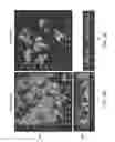 Fig. 07 - Compositions and methods for the removal of biofilms