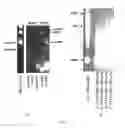 Fig. 03 - COMPOSITION AND METHODS FOR ELICITING AN IMMUNE RESPONSE