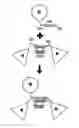 Fig. 01 - PEGylation by the dock and lock (DNL) technique