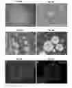Fig. 06 - Differentiation of stem cells into dopaminergic cells