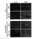 Fig. 01 - BONE MARROW-DERIVED MESENCHYMAL STEM CELLS AS A SOURCE OF NEURAL PROGENITORS